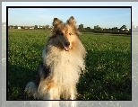Siedz�cy, Owczarek szkocki d�ugow�osy, ��ka